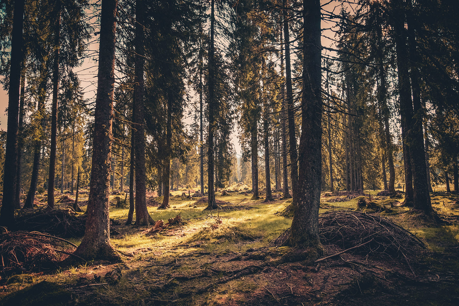 skog