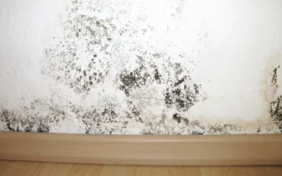 Bästa tipsen för att undvika fukt och mögelskador i hemmet