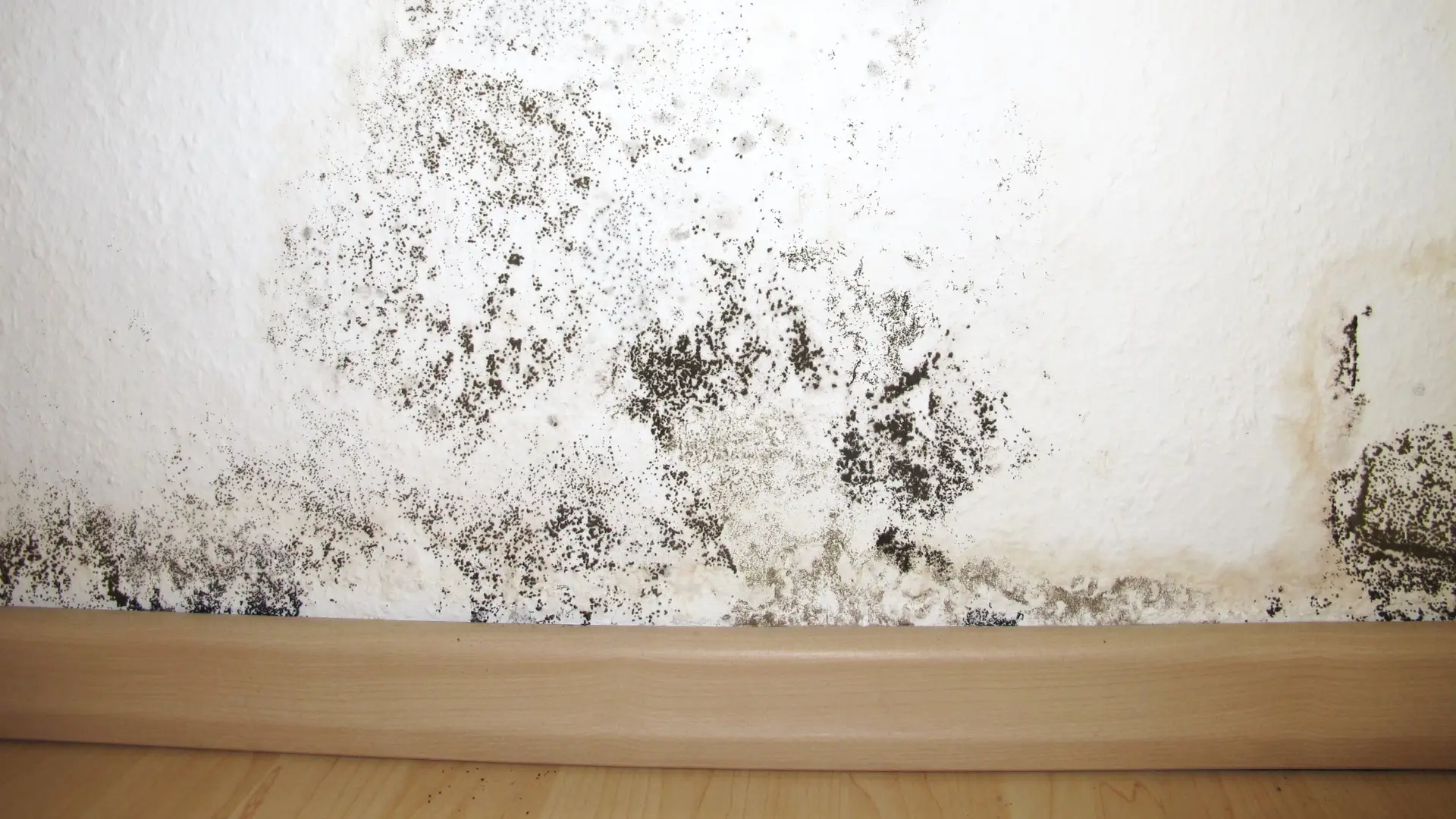 Fukt- och mögelskador i hemmet med synlig mögelpåväxt på innervägg nära golvlist